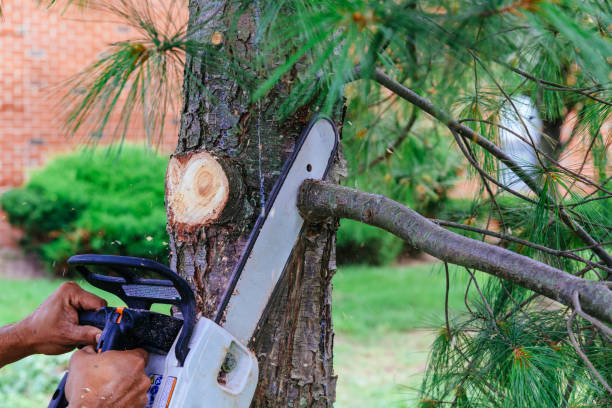 Tree Root Removal in Stacy, MN